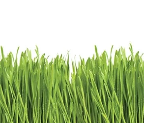 Want to Work in Agriculture?