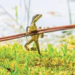 Limb Loss and the Law of the Jungle