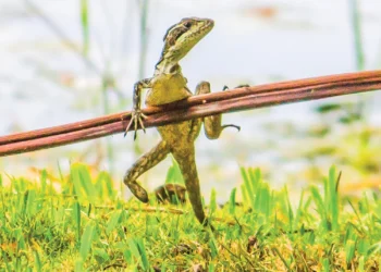 Limb Loss and the Law of the Jungle