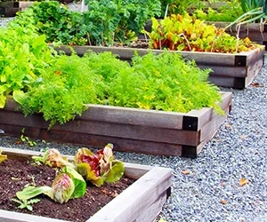 Rethinking Community Gardens for Accessibility